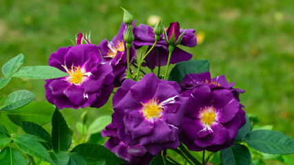 Fototapeta premium Flowers of violet rose in garden on a bush, close-up, selective focus, shallow DOF