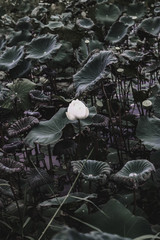 Lotus leaf and lotus flower naturally