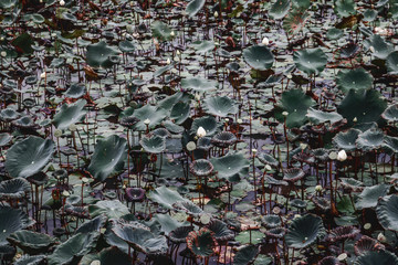 Lotus leaf and lotus flower naturally