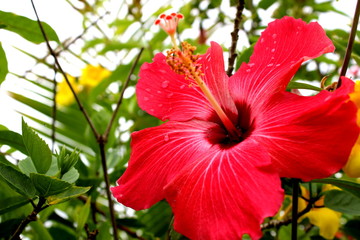 Isolated pink red flower of the hibiscus bush, with green background of its leaves.