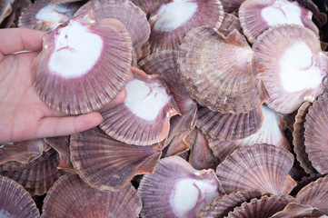 The child hand hold seashells