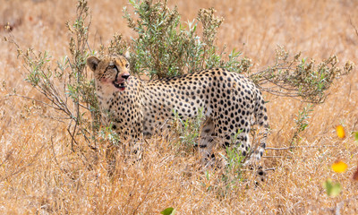 Cheetah