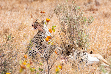 Cheetahs At A Kill