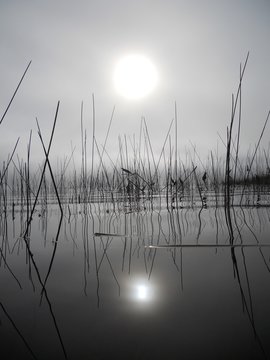Long reeds silhouetted in water with fog and mist