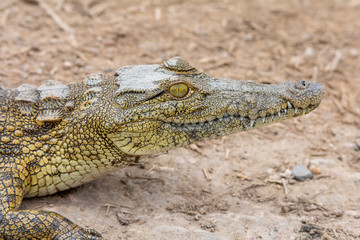 Nile Crocodile