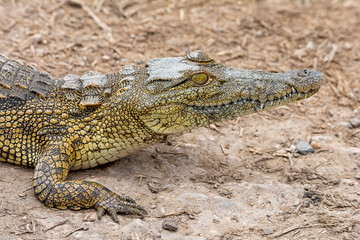 Nile Crocodile