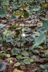 Lotus leaf and lotus flower naturally