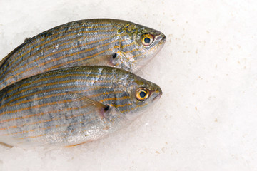 two fresh fish  porgy on ice