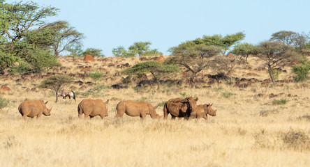 White Rhino Group