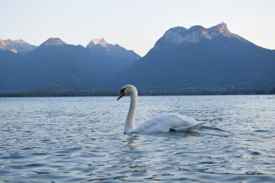 White swan on lake in France with mountains in the background