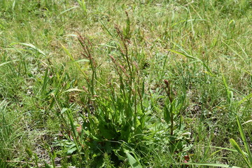 Sorrel (Rumex acetosa)