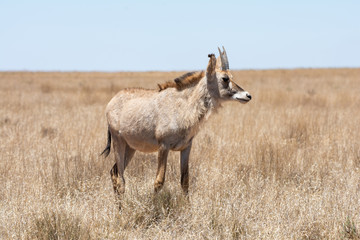 Obraz premium Roan Antelope