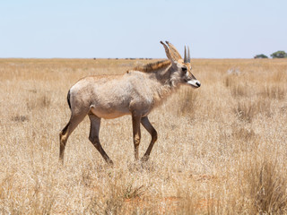 Roan Antelope