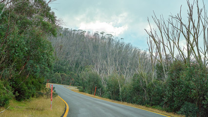 Trees Dying In Australian National Park