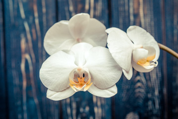 Branch of a White orchid on a brown wooden background 