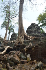 ta prohm temple in cambodia