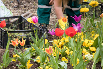 Colorful spring garden with different flowers and maintenace worker in action in the background