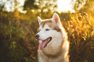 Profile Portrait of beautiful Beige and white Siberian Husky dog sitting in the forest at golden sunset in autumn
