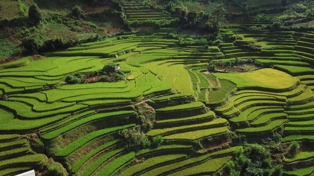 Aerial pan, traditional rice terraces of Vietnam, beautiful traditional architecture
