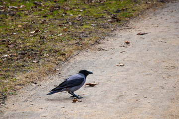 A beautiful raven sits on the road in a park on a sunny day.