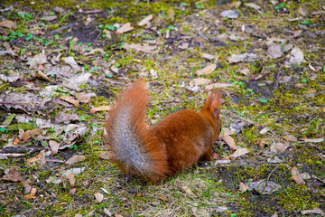 Beautiful squirrel with a bushy tail sits in the park and eats a nut.