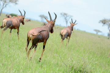 Naklejka na ściany i meble antelope in Safari in African