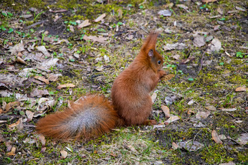 Squirrel sitting on the grass in the park and eating a nut.