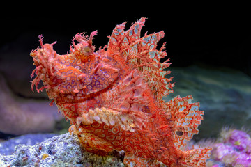 scorpionfish