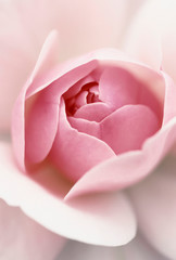 Rose blossom (Rosa spec.)
