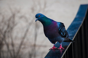 Beautiful wild blue dark dove stands on the bridge.