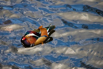 Obraz premium Colored duck, Duck floating on the water.