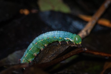 Chenille crête de coq dans la forêt d'Urcel