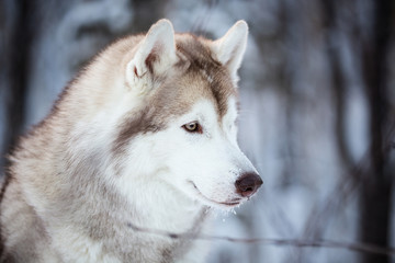 Obraz premium Beautiful and happy siberian Husky dog standing on the snow in the fairy winter forest