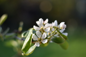 Blüten einer Birne