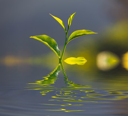 Obraz na płótnie Canvas Fresh green tea leaves close up at sunrise