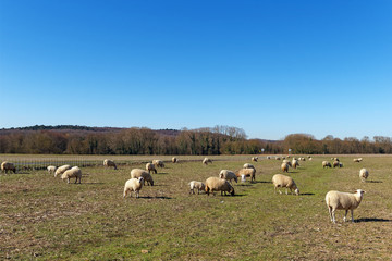 herd of Sheep in the french G&acirc;tinais regional nature park