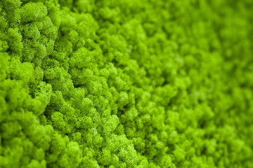 Obraz premium Background of green moss