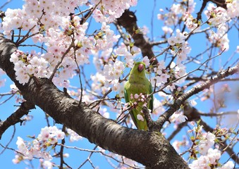 桜の花にインコ鳥
