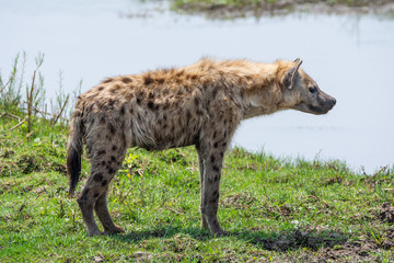 Spotted Hyena