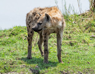 Spotted Hyena