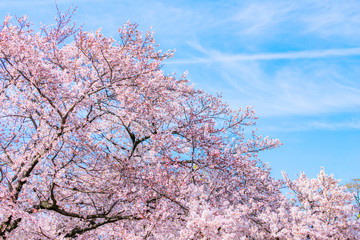 青空と桜 自然風景