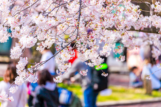 桜のお花見を楽しむ人々