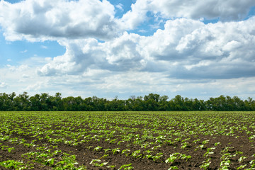 spring landscape - agricultural field with young sprouts, green plants on black soil and beautiful sky