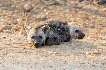 Fototapeta premium Spotted Hyena Pup