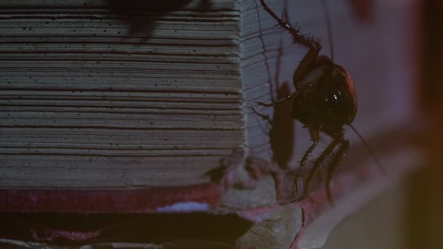 Massive american cockroach, Periplaneta americana, exploring space with antique books and old objects