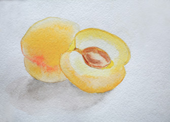 Watercolor drawing, ripe apricot on a white background