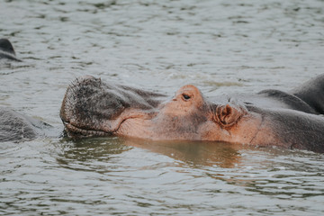 hippopotamus in the river