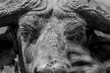 Portrait buffalo in African with mud