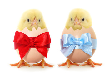 Two little chicks sitting inside shell egg.