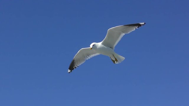 Sea gull soars in the sky above the sea